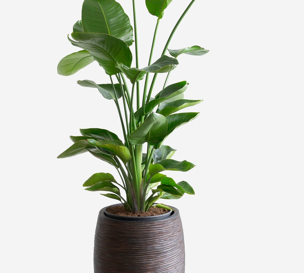 The Power of Greenery in Modern Decor