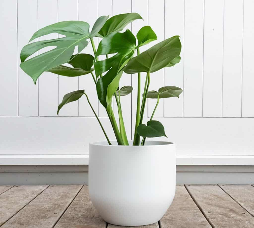 Store & Repair Artificial Flowers & Plants