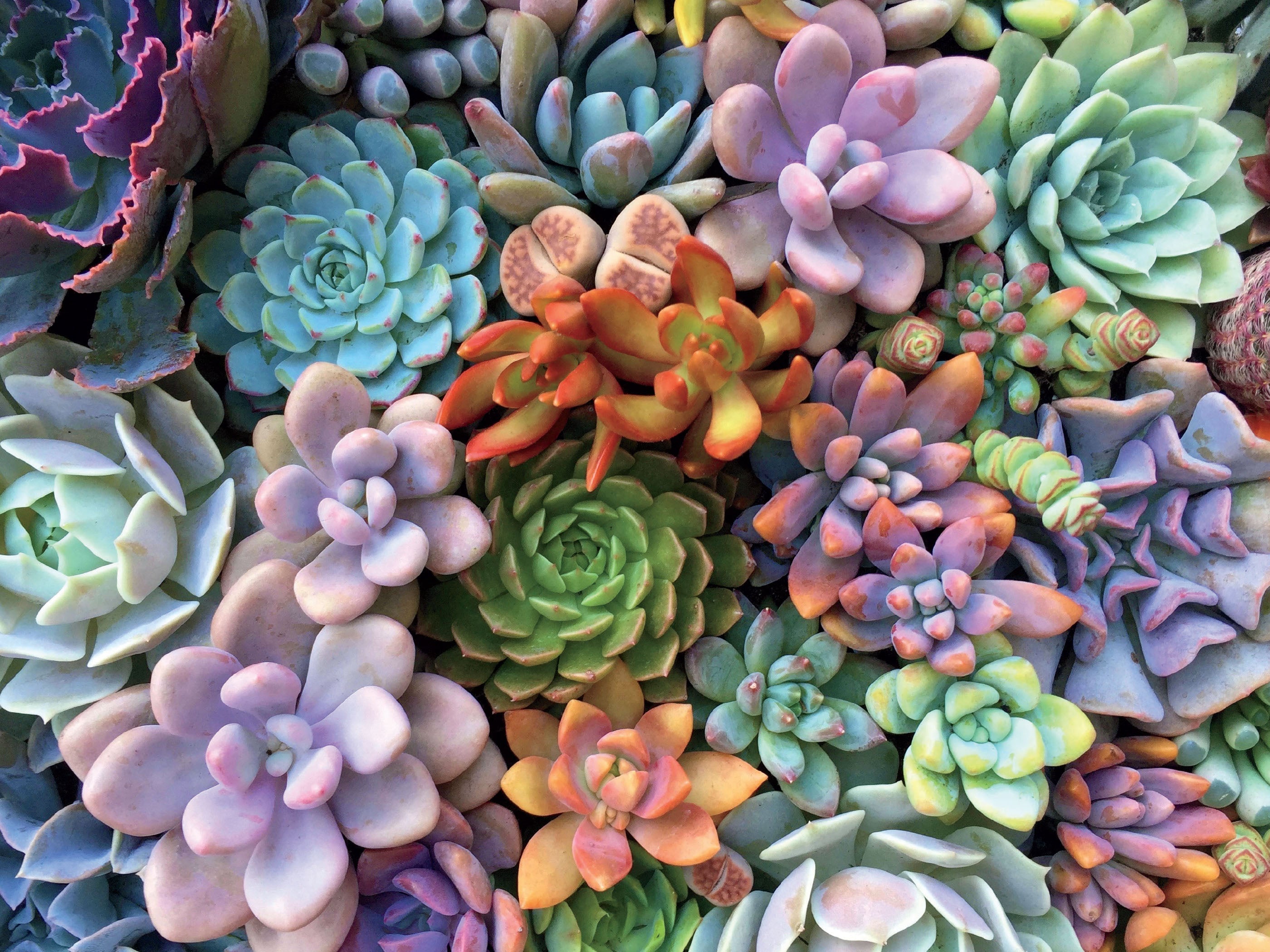 Succulent Plants
