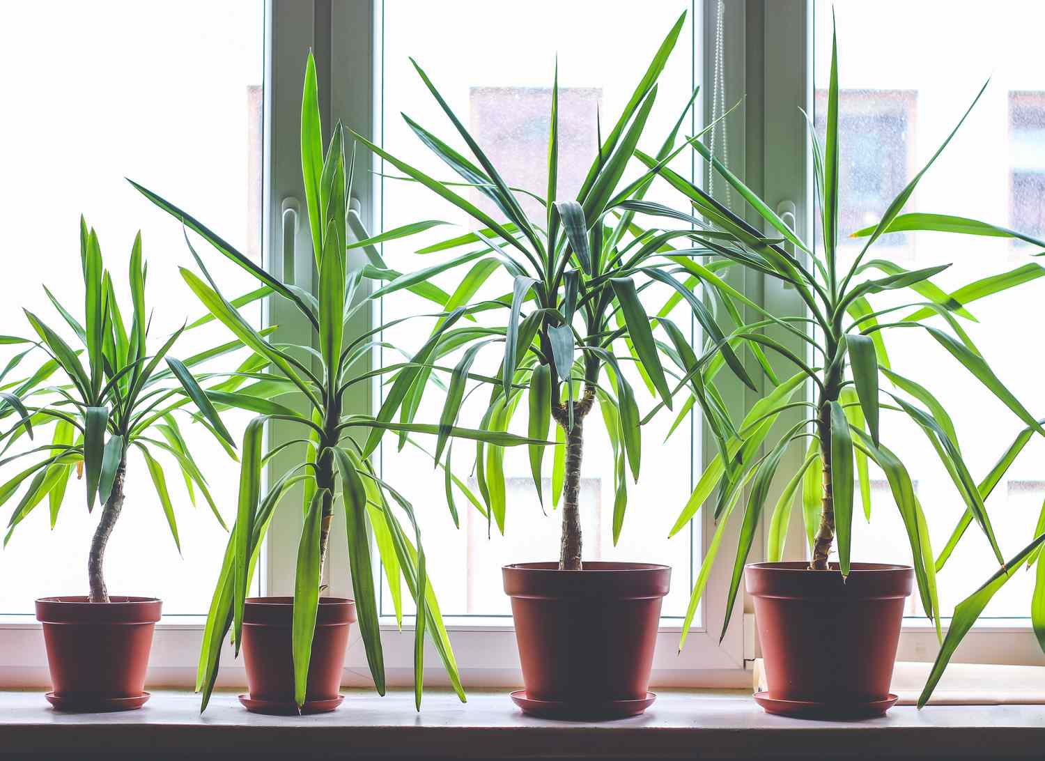 Green Plant