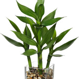Artificial Lucky Bamboo Plant Potted in Rectangular Glass Pot - 17.3"