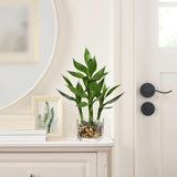 Artificial Lucky Bamboo Plant Potted in Rectangular Glass Pot - 17.3"