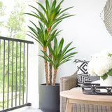 5.5ft Artificial Agave Tree Plant Fake Tropical Potted with 3 Heads - 2pcs