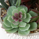 Small Fake Plants Assorted Faux Succulents in Pots