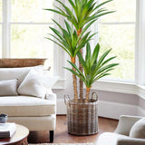 5.5ft Artificial Agave Tree Plant Fake Tropical Potted with 3 Heads - 2pcs