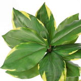 Artificial Agave Plant Fake Tropical Yucca Palm Tree with Green Leaves - 2.95ft