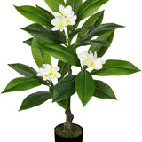 White Artificial Plumeria Flowers Tree Potted with Black Pot - 26.77''