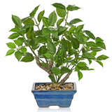 Small Artificial Ficus Tree Plants Green Leaves Potted for Home - 15.3"