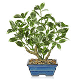Small Artificial Ficus Tree Plants White Leaves Potted for Home - 15.3"