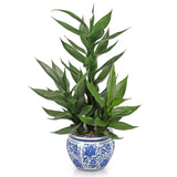 Artificial Lucky Bamboo Plant Potted in Blue and White Ceramic Pot -  20"