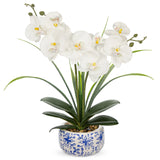 White Orchids Artificial Flowers with Blue and White Pot - 17.7"