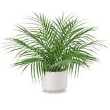 Artificial Palm Tree Tropical Potted Plant with White Ceramic Pots - 19"