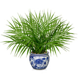 Artificial Tropical Palm Tree Plants Potted in Blue and White Ceramic Pots - 16"
