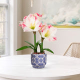 Artificial Amaryllis Flowers Bulbs Moss Potted with Blue Ceramic Pot - Pink