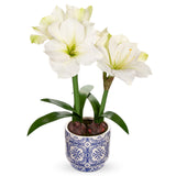 Artificial Amaryllis Flowers Bulbs Moss Potted with Blue Ceramic Pot - White