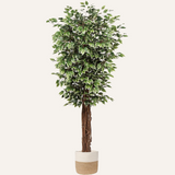 Artificial Ficus Tree 6ft in Pot Fake Silk Plant with Green White Leaves