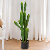 Cactus Potted Plant in the living room