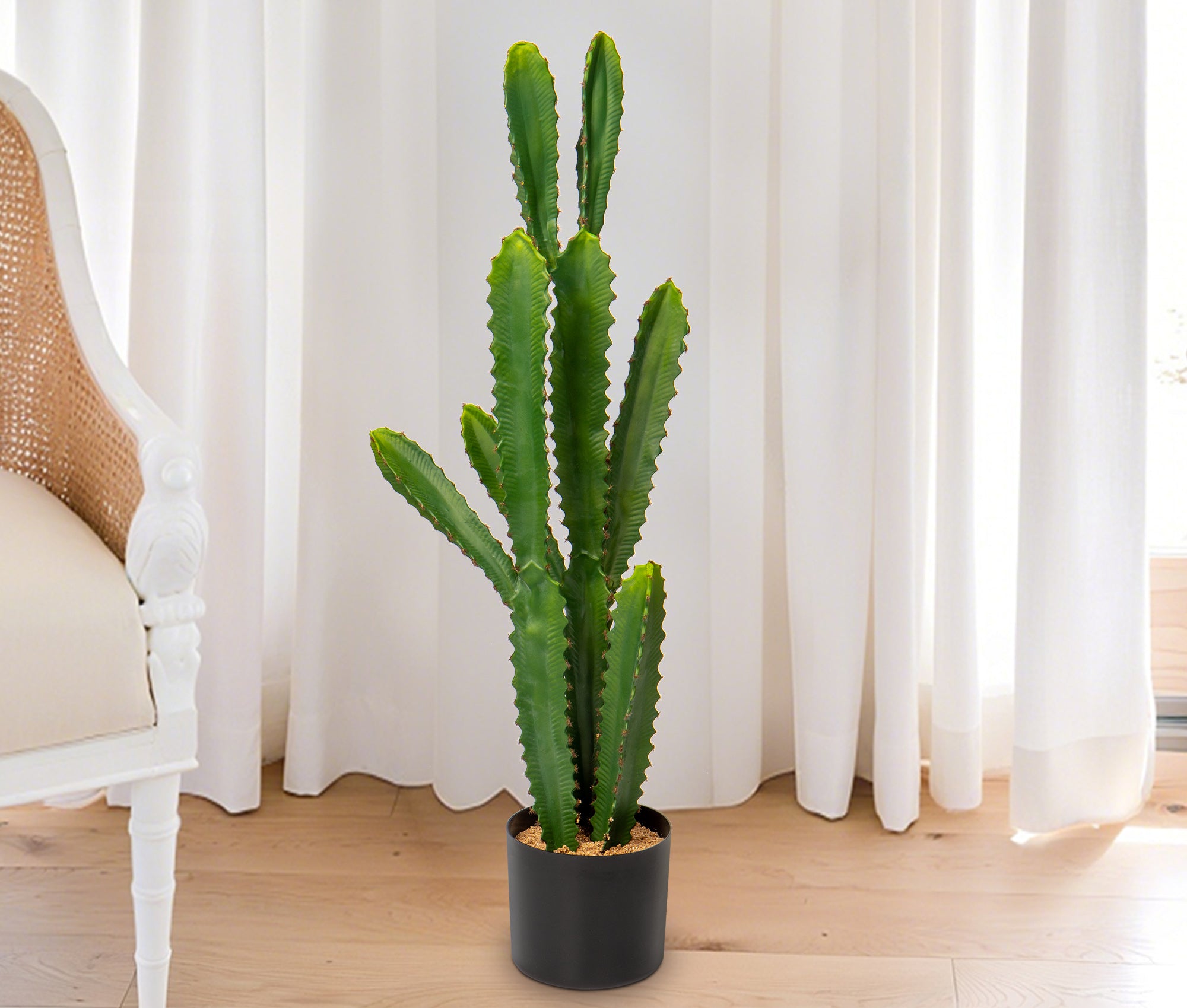 Cactus Potted Plant in the living room