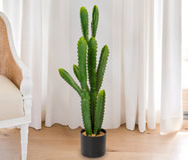 Cactus Potted Plant in the living room