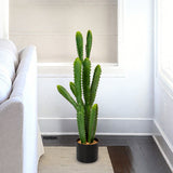 Cactus Potted Plant