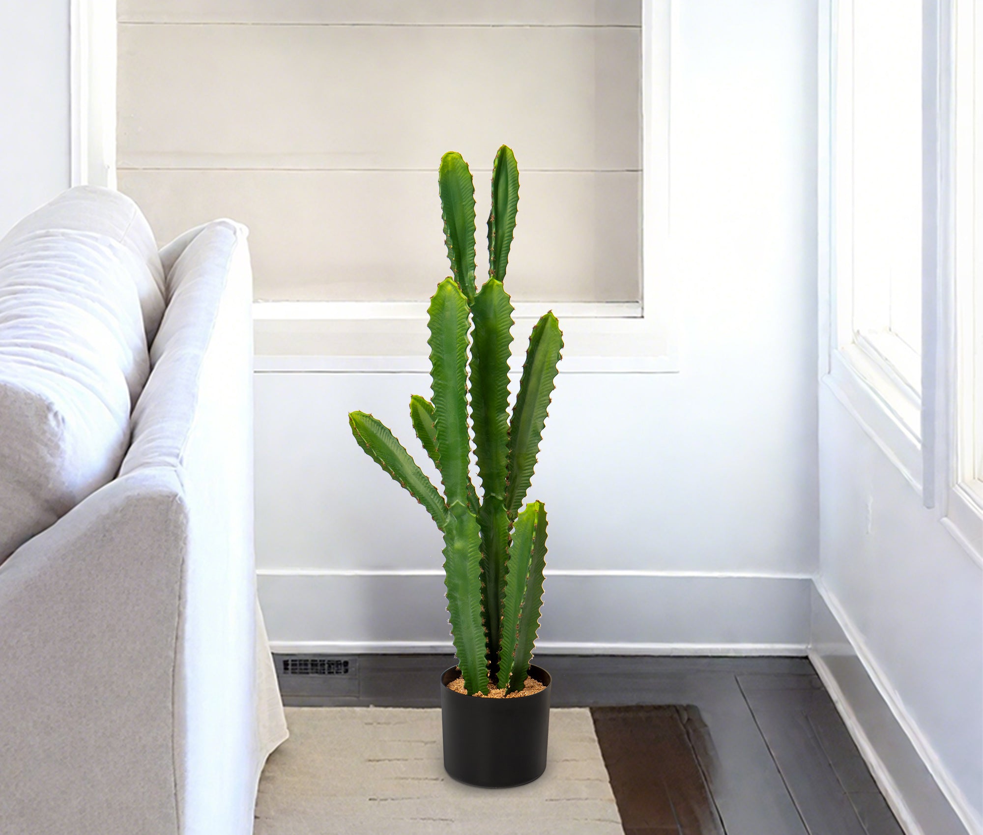 Cactus Potted Plant