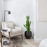 Cactus Potted in the corner