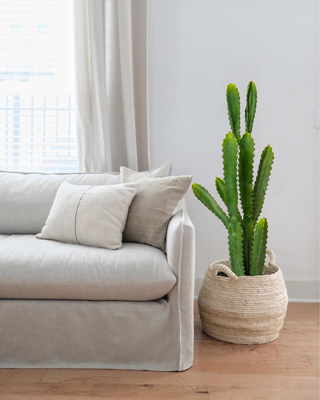 Cactus with white potted