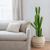 Cactus with white potted