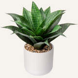 Artificial Agave Succulent Plants Potted with White Pot for Desk