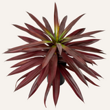 Artificial Agave Potted Fake Red Succulents Plant for Home - 17.3"