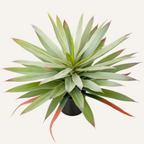 Artificial Agave Potted Fake Green Succulents Plant for Home - 17.3"