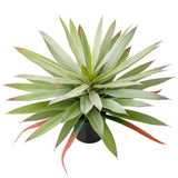 Artificial Agave Potted Fake Green Succulents Plant for Home - 17.3"