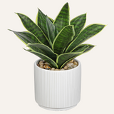Artificial Agave Succulent Potted Plant for Home Decor - 9.6“