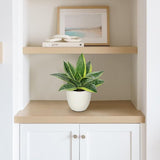 Artificial Snake Plants 9" Faux Agave Succulent Plant Potted in White Pot