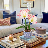 Artificial Amaryllis Flowers Bulbs Moss Potted with Blue Ceramic Pot - Pink