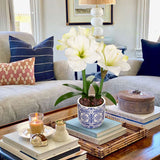 Artificial Amaryllis Flowers Bulbs Moss Potted with Blue Ceramic Pot - White