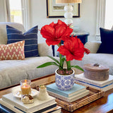 Artificial Amaryllis Flowers Bulbs Moss Potted with Blue Ceramic Pot - Red
