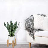 14'' Artificial Snake Sansevieria Plant Potted with Wooden Stand