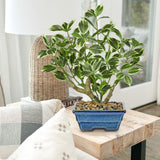 Small Artificial Ficus Tree Plants White Leaves Potted for Home - 15.3"