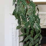 Artificial Hanging Begonia Vines Spot Plants Fake Potted Plants with Hook