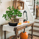 Artificial Banyan Tree Potted Fake Bonsai Tree - 8"