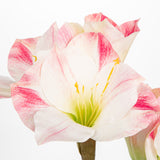 Artificial Amaryllis Flowers Bulbs Moss Potted with Blue Ceramic Pot - Pink