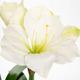 Artificial Amaryllis Flowers Bulbs Moss Potted with Blue Ceramic Pot - White