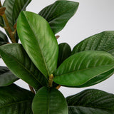29.1" Artificial Magnolia Leaves Greenery Branches Stems - 3pcs